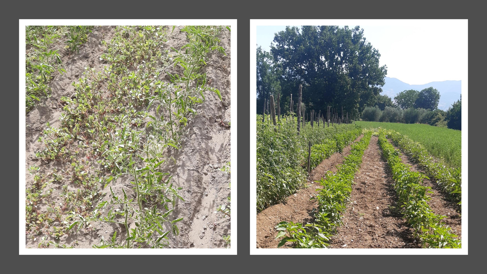 7° appuntamento con i corsi di formazione online per agricoltori custodi dell'agro biodiversità erbacea campana