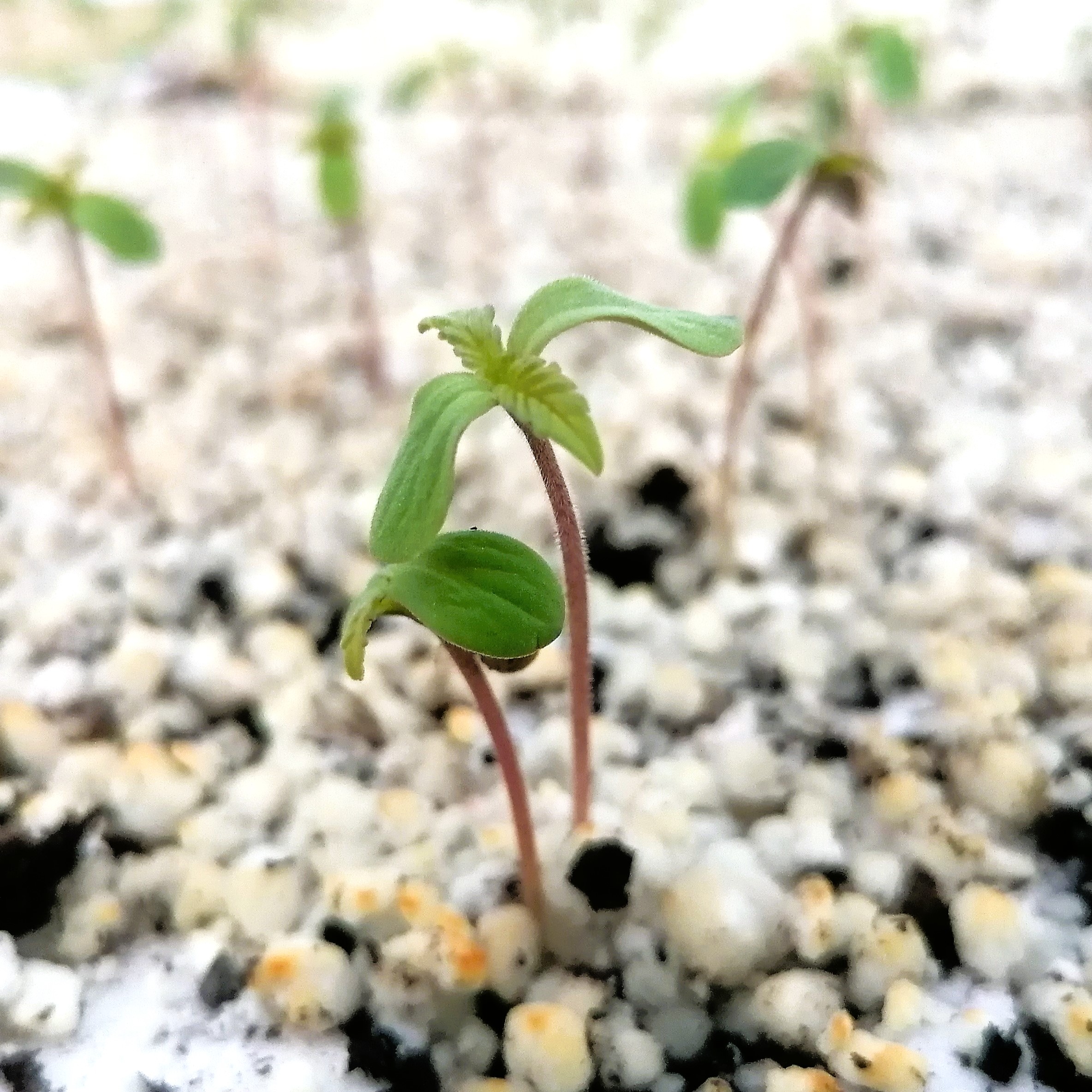 Tecniche di avanguardia per la coltivazione della canapa