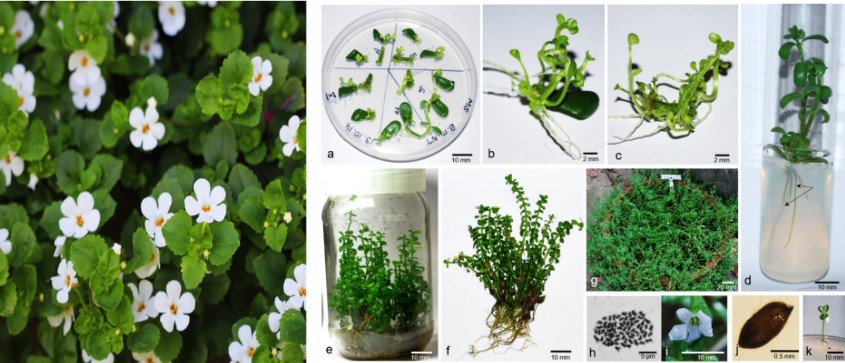 Potenzialità di Bacopa monnieri , specie endemica utilizzata in medicina ayurvedica: dalla propagazione in vitro alla commercializzazione