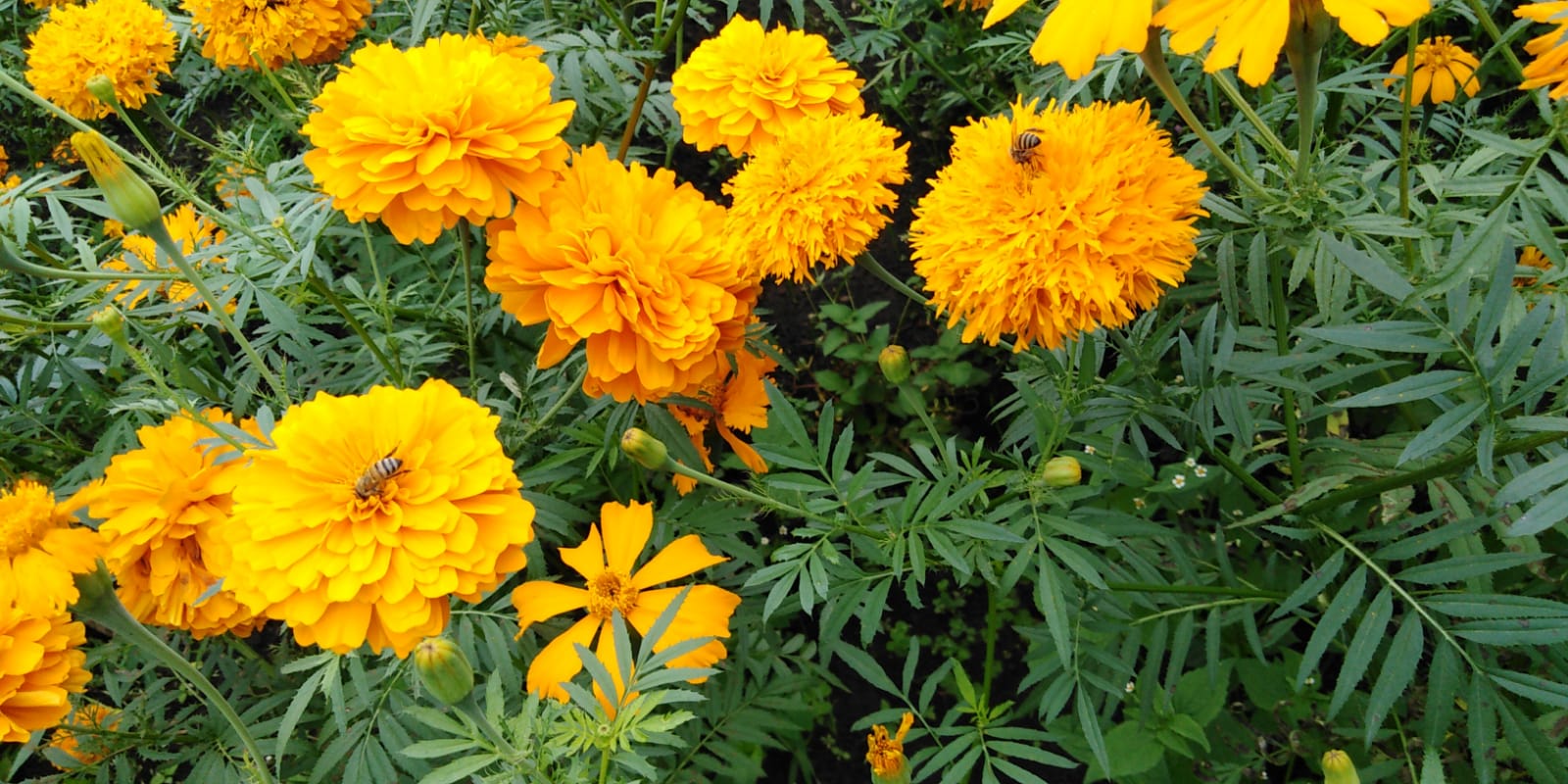 Antioxidant content from Tagetes erecta Lin. leaves growing under conventional and vermicompost fertilization in Tlilapan , Veracruz