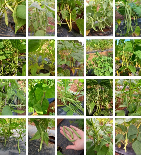 “Characterization of nutritional traits in snap bean genetic resources through different approaches ”