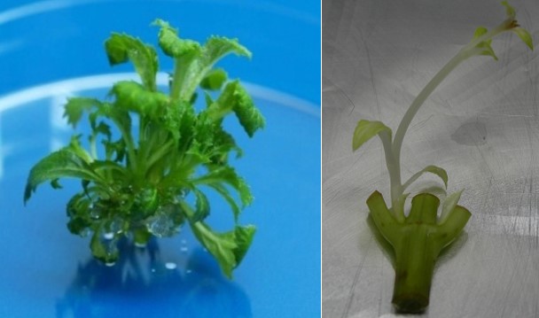 Esperienze sulla micropropagazione: sterilizzazione espianti e messa in coltura a partire da diversi materiali vegetali