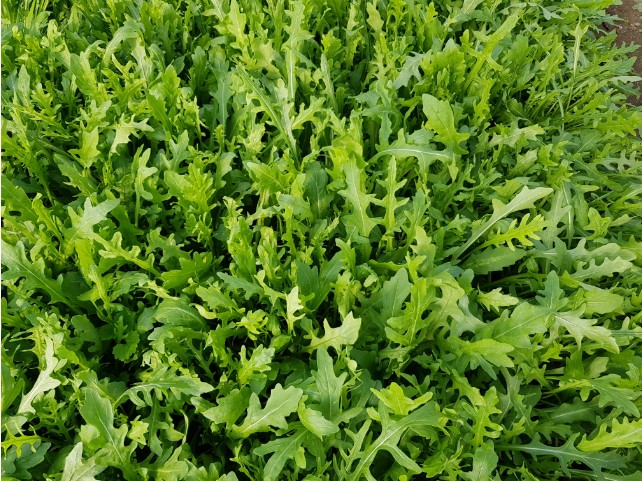 Ecologia e tecnologia per difendere le colture baby leaf dalla tracheofusariosi