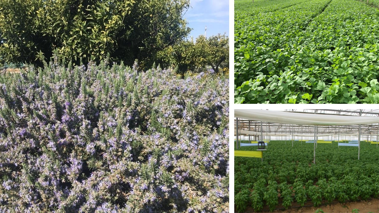 La coltivazione delle aromatiche in serra e in pieno campo: difesa e nutrizione