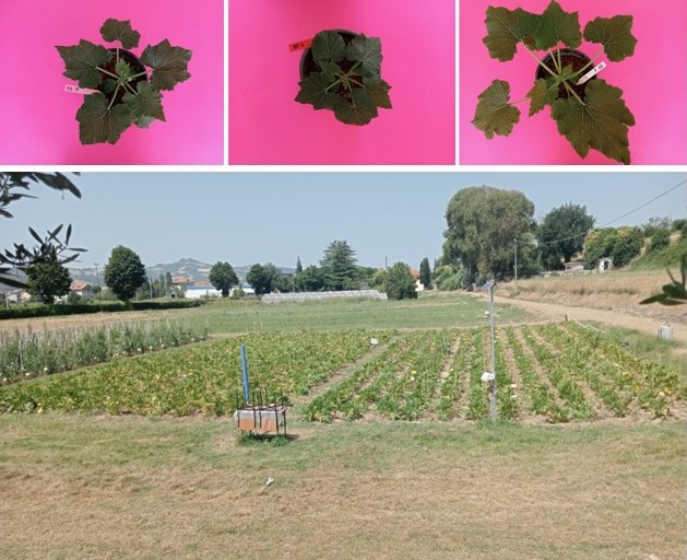 Griglia Da Giardino In Bambù 70x180 Cm - Traliccio Per Piante Rampicanti, Naturale, Regolabile, Per Privacy E Decorazione