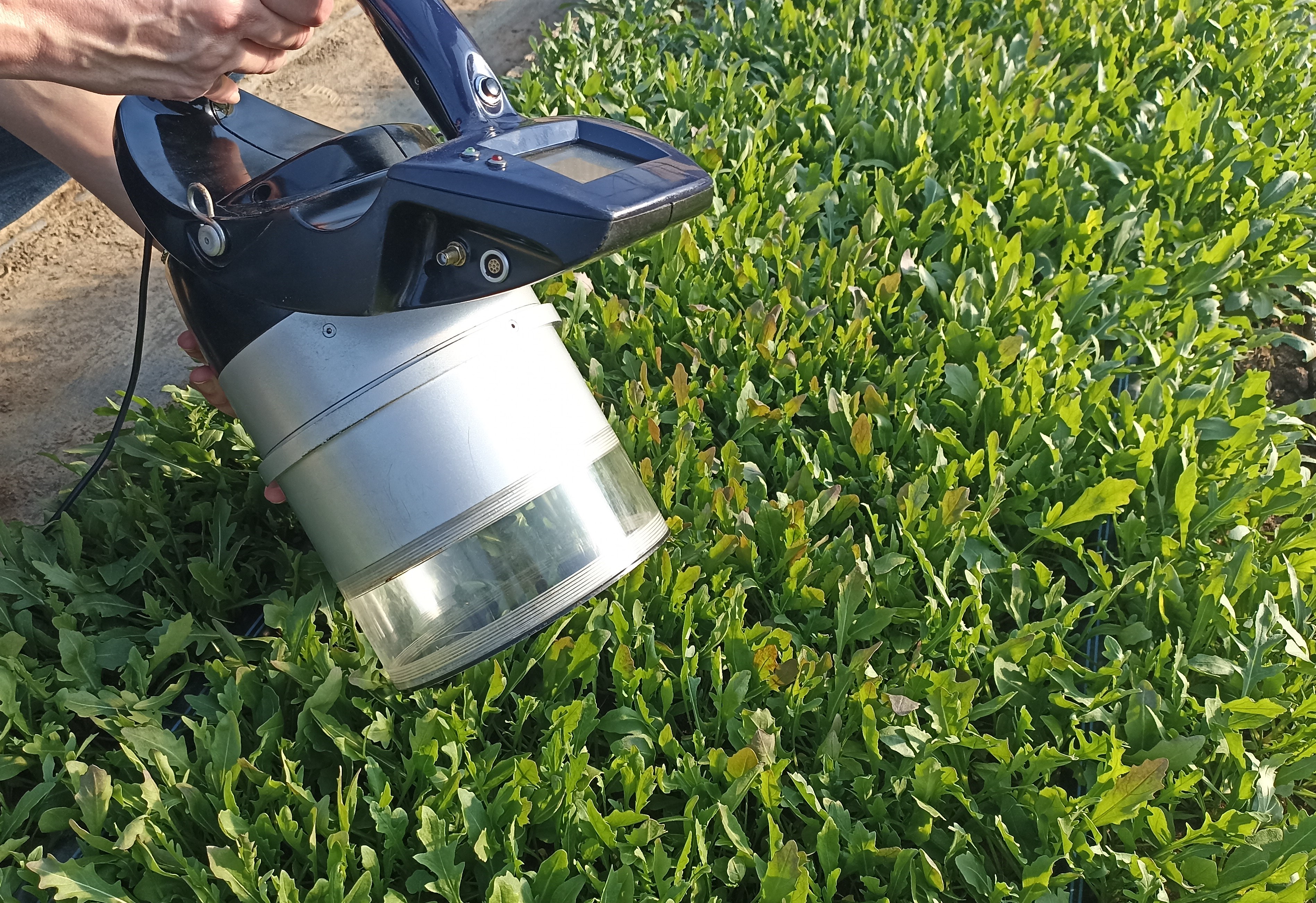 Il CREA a “La IV Gamma tra sostenibilità e mercato: sfide e ricette anticrisi”