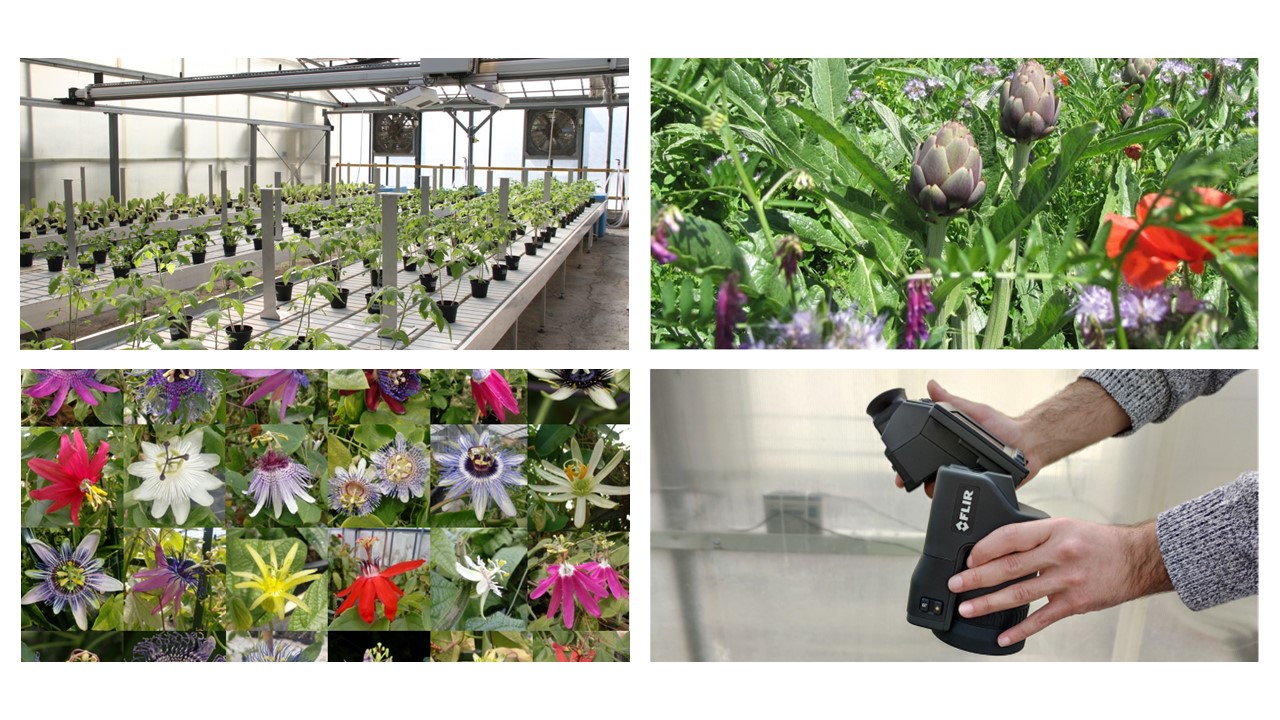 Strumenti di sostenibilità per l’orticoltura e il florovivaismo: biodiversità, agroecologia e tecnologie digitali