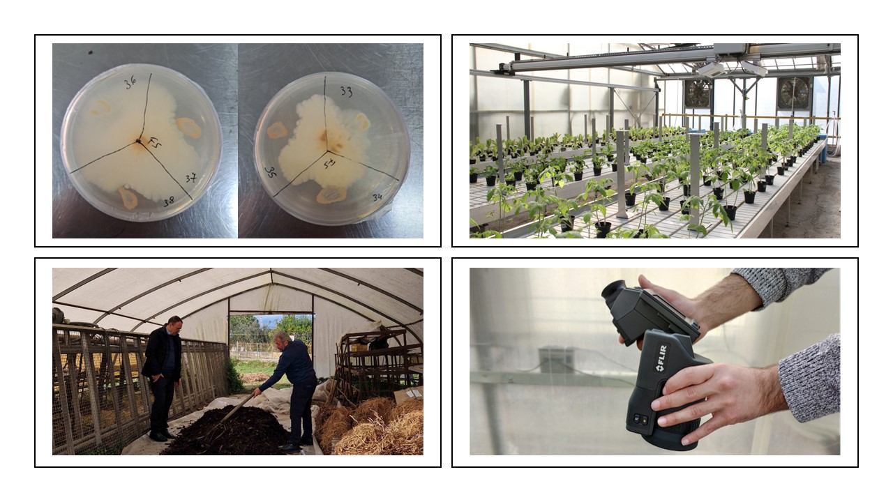 Dalle soluzioni naturali alle tecnologie digitali: la ricerca al servizio del benessere delle piante