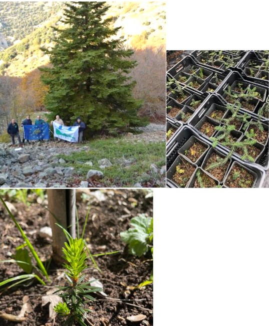 Misure per contrastare l'erosione genetica e l'endogamia nelle specie a rischio: il caso di Abies nebrodensis