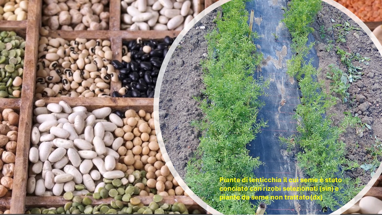 Il progetto INCREASE, di cui il CREA è partner, riceve il Primo Premio dell’UE per la Scienza dei Cittadini 2024