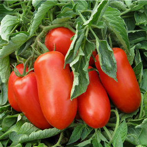 Progetto integrato di ricerca applicata per affrontare le principali criticità del prodotto pomodoro da industria