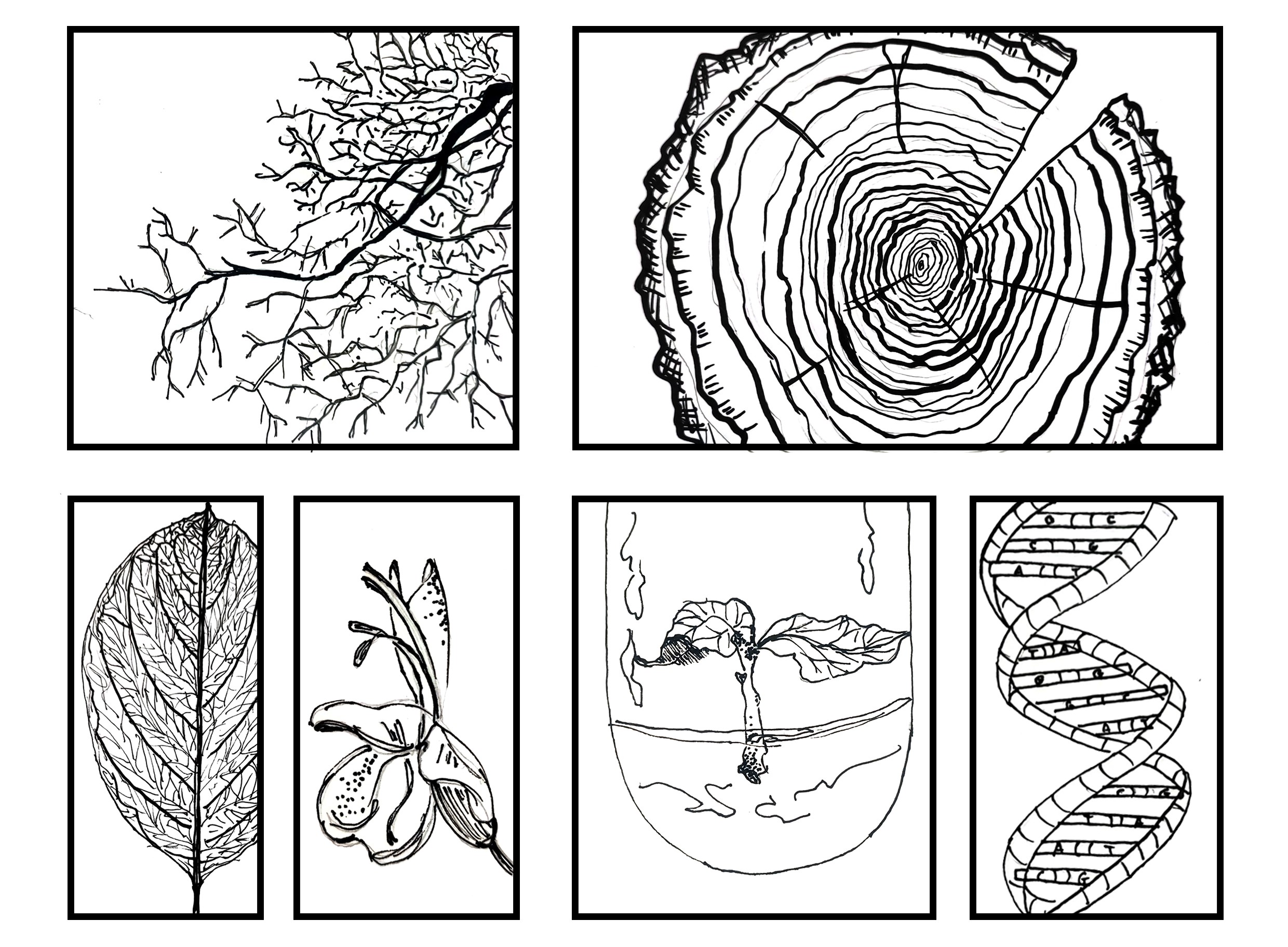 EPIMED: Recalcitrance in micropropagation of mediterranean woody species and epigenetic implications