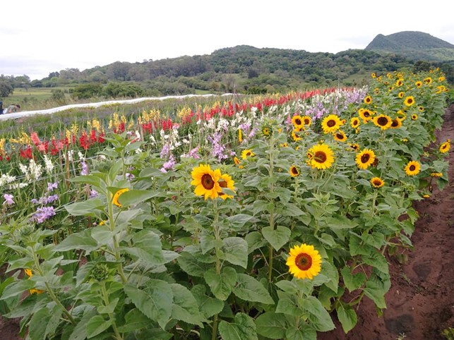 Floriculture asa business in Brazil: the case of the Flowers for All Project
