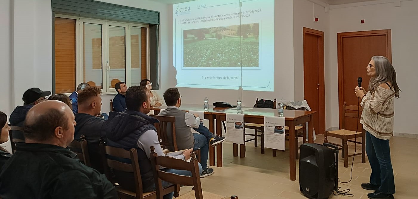 Buone pratiche nella coltivazione della patata: dalla pre-semina alla semina