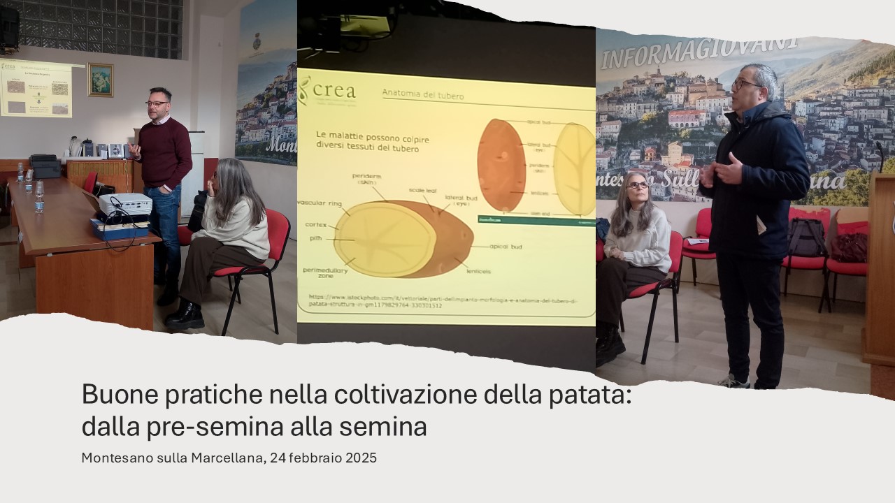 Buone pratiche nella coltivazione della patata: dalla pre-semina alla semina