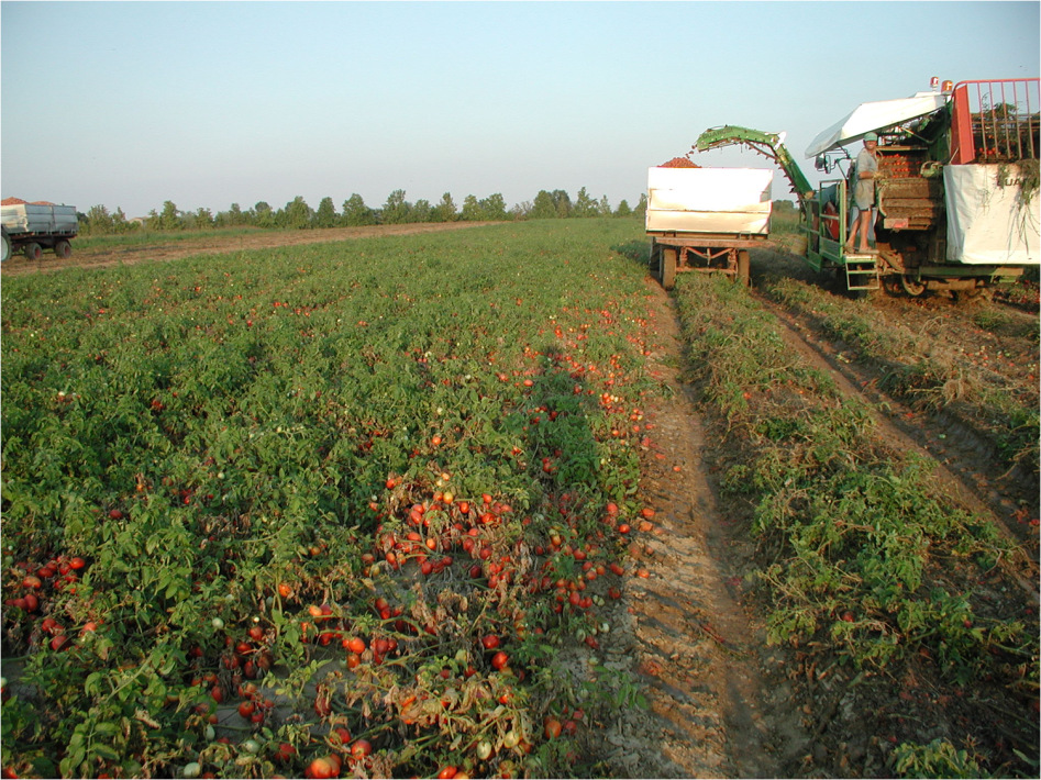 Progetto integrato di ricerca applicata per affrontare le principali criticità del prodotto pomodoro da industria
