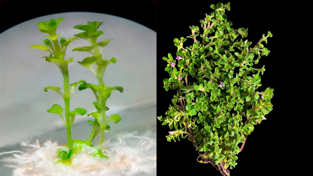 Biotecnologie per la valorizzazione del “sunfo” (Clinopodium nubigenum [Kunth] Kuntze) una pianta officinale andina di interesse agricolo, farmacologico e ambientale