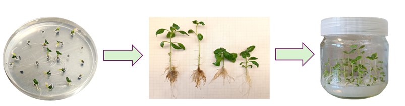 Germinazione assistita in vitro mediante priming con biostimolanti su piante aromatiche e ornamentali sottoposte a stress salino