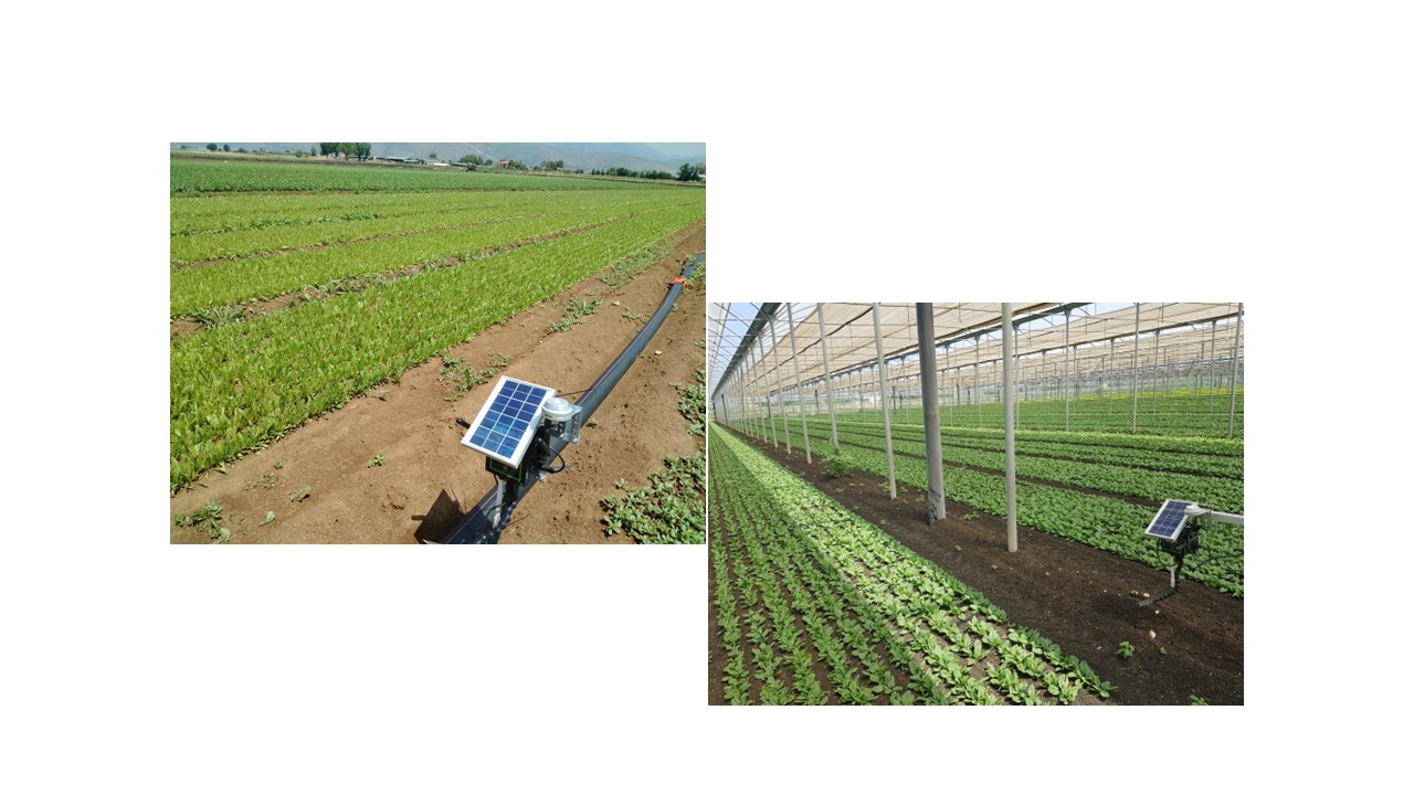 Il CREA Orticoltura e Florovivaismo partecipa all'Open Day "Precision Farming in IV Gamma: innovazione e sostenibilità"