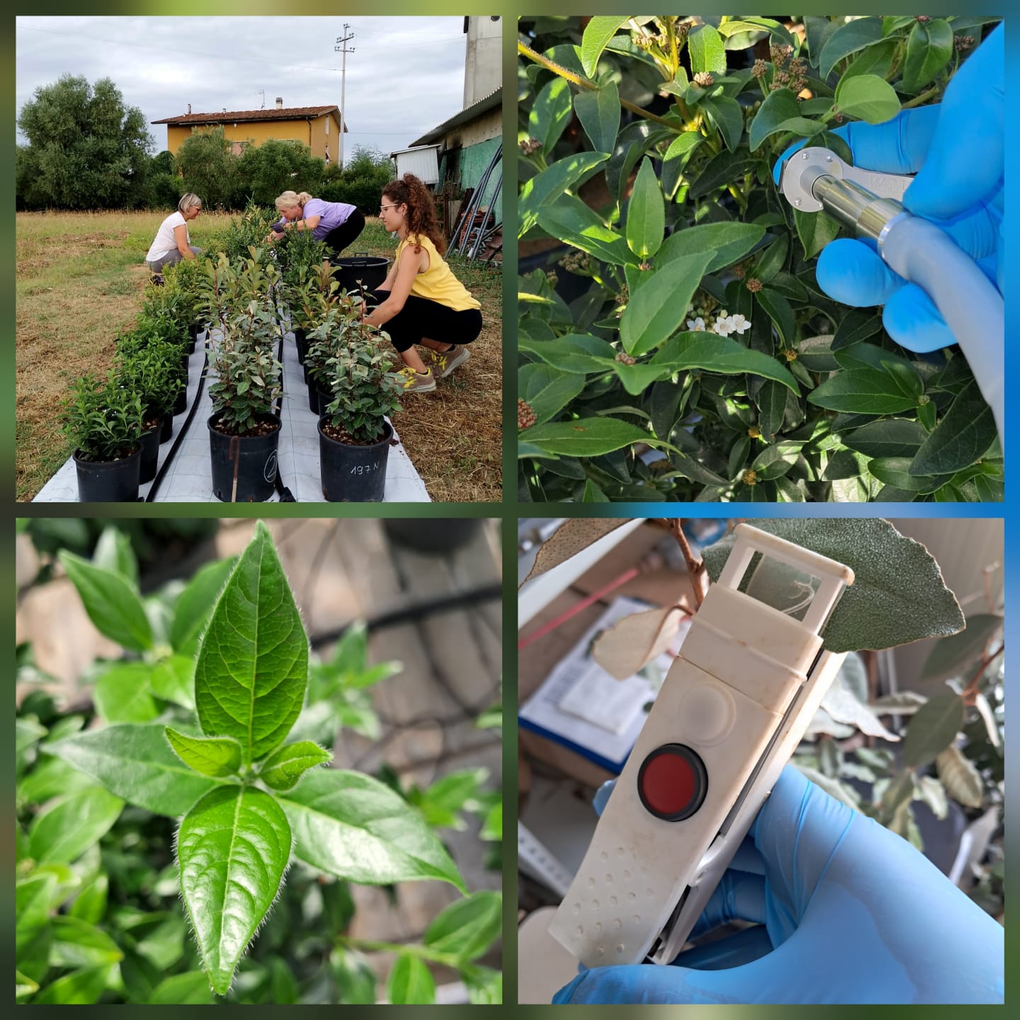 Il Progetto MitiCI ‘Valorizzazione di specie mediterranee per una forestazione urbana volta alla Mitigazione dei Cambiamenti climatici e dell’Inquinamento’ – I primi risultati