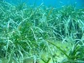 IL CREA al Convegno LA POSIDONIA E L’AMBIENTE DELLE PRATERIE SOMMERSE