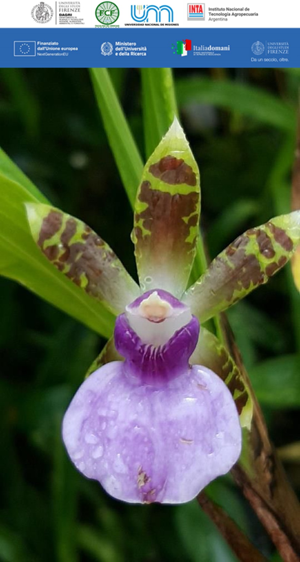 Biodiversità subtropicale: orchidee della Provincia di Misiones (Argentina) e il loro valore ornamentale