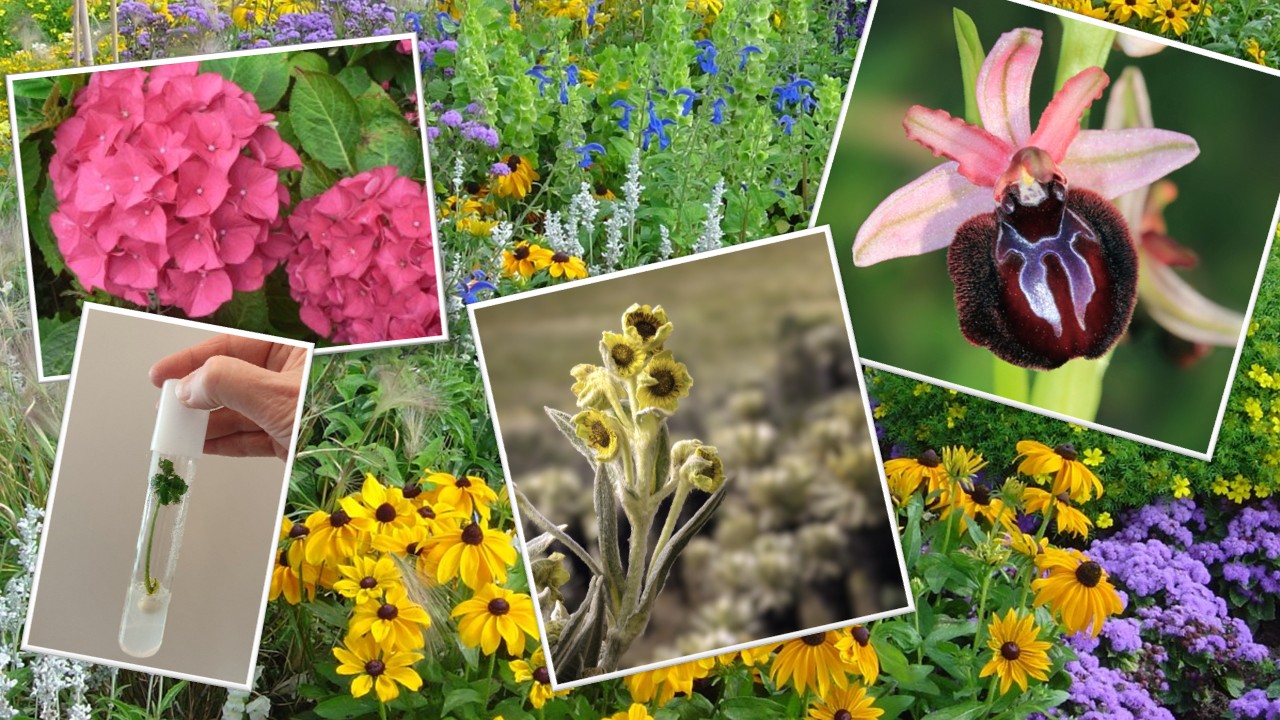 Conservazione e valorizzazione delle risorse genetiche vegetali nel florovivaismo: dalle collezioni al miglioramento genetico