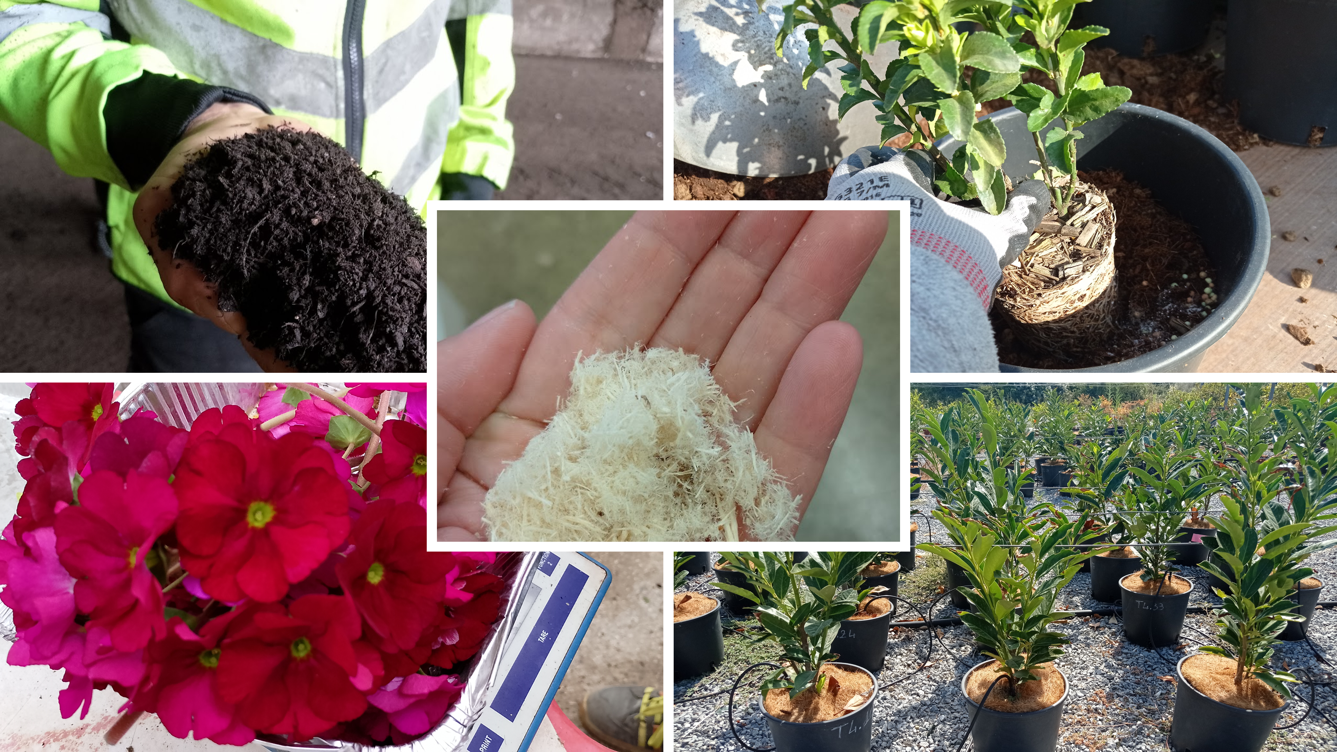 Economia circolare e substrati di coltivazione: alternative alla torba