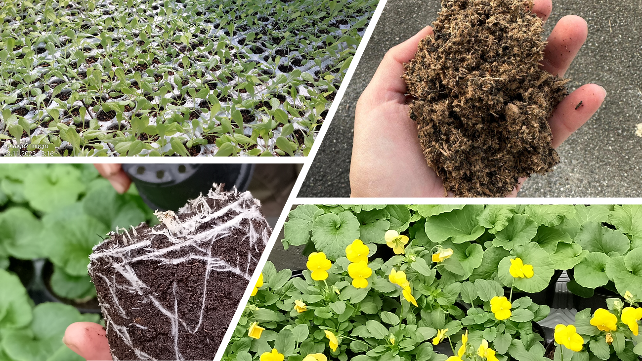 Characterization of organic substrates and optimization of chemical properties for young plant production