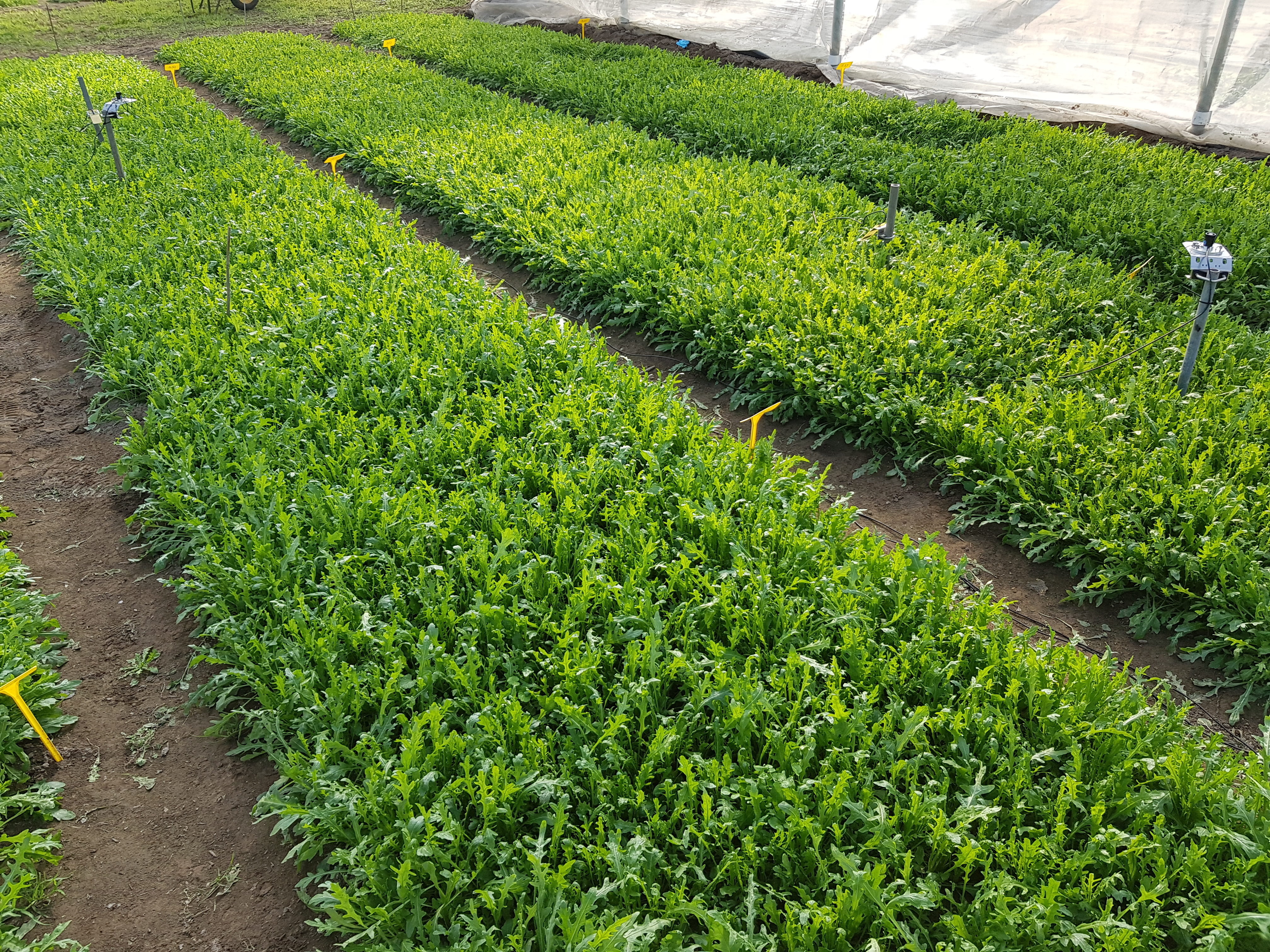 | Il paesaggio rivelato. Scienze, arte e natura