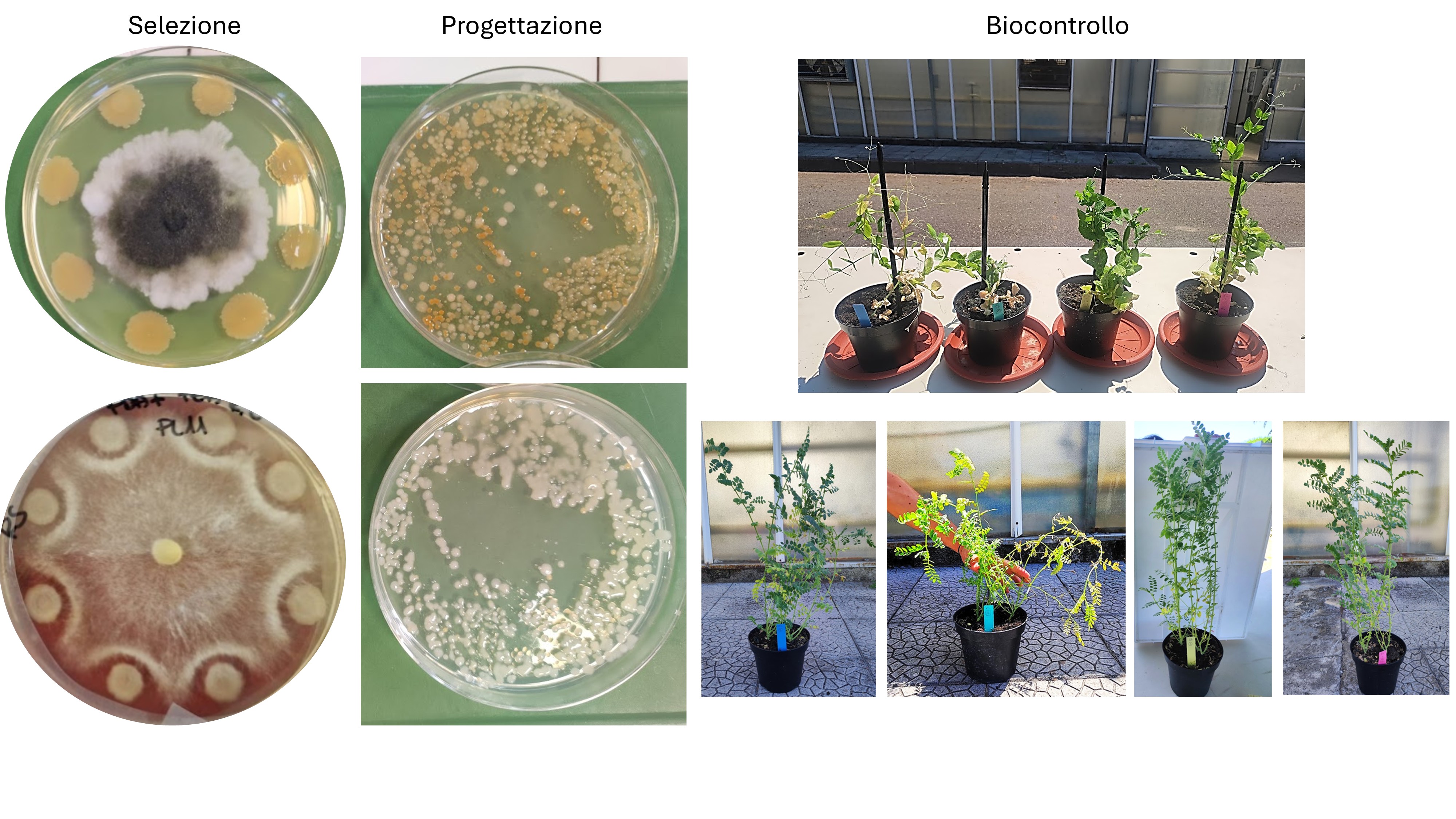 Dal suolo al campo: il progetto PLANTìA