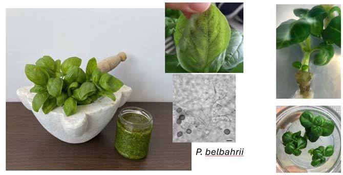 Un esempio di applicazione del genome editing in basilico (Ocimum basilicum)