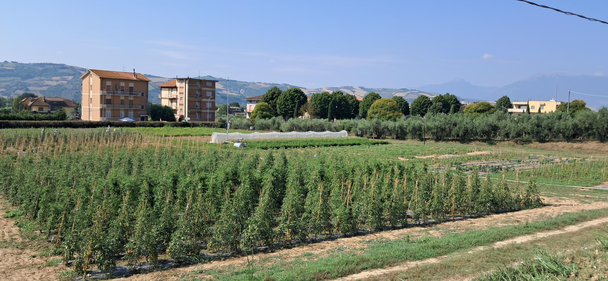 Progettualità di breeding partecipativo al CREA – Centro di ricerca Orticoltura e Florovivaismo Monsampolo del Tronto