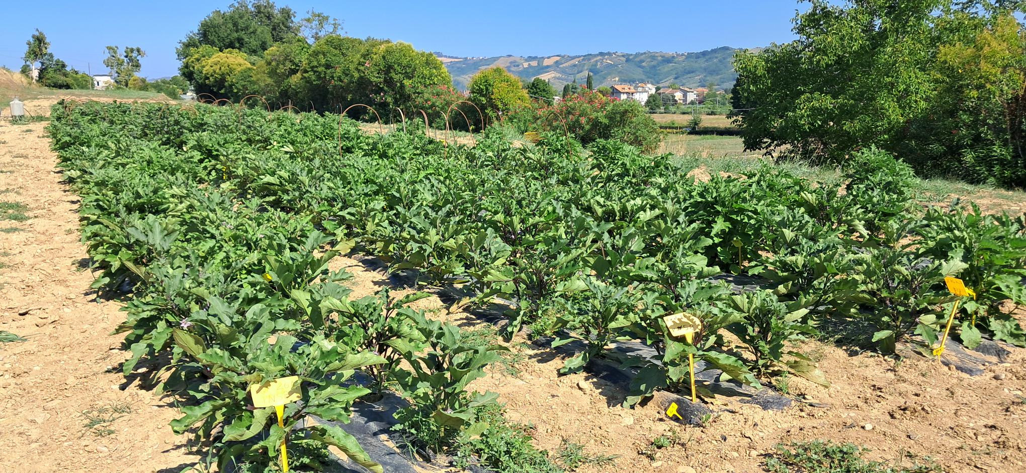 Breeding partecipativo: visita e selezione al CREA – Centro di ricerca Orticoltura e Florovivaismo Monsampolo del Tronto