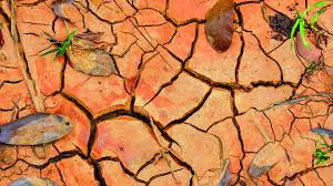 Seminario CREA sui sistemi integrati nelle zone aride