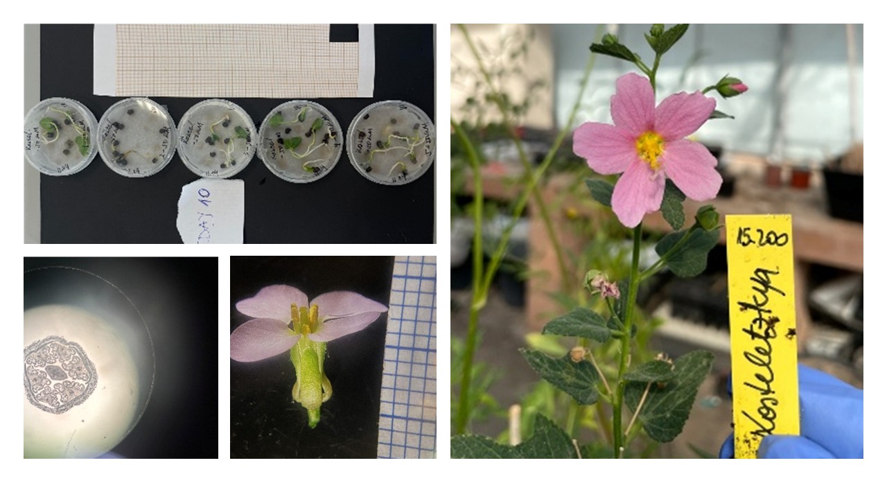Reproductive Biology of Halophyte Species from the Natural Park of Albufera, Spain, with Interest in Conservation Programs