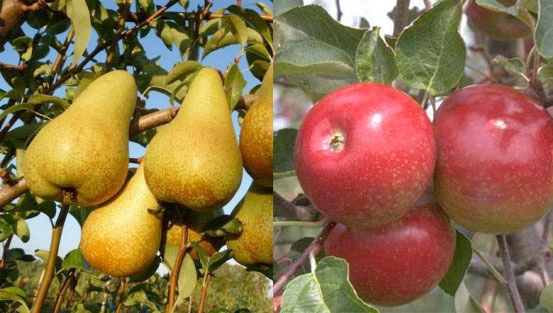 Il CREA all'Incontro tecnico e Mostra Pomologica su melo e pero