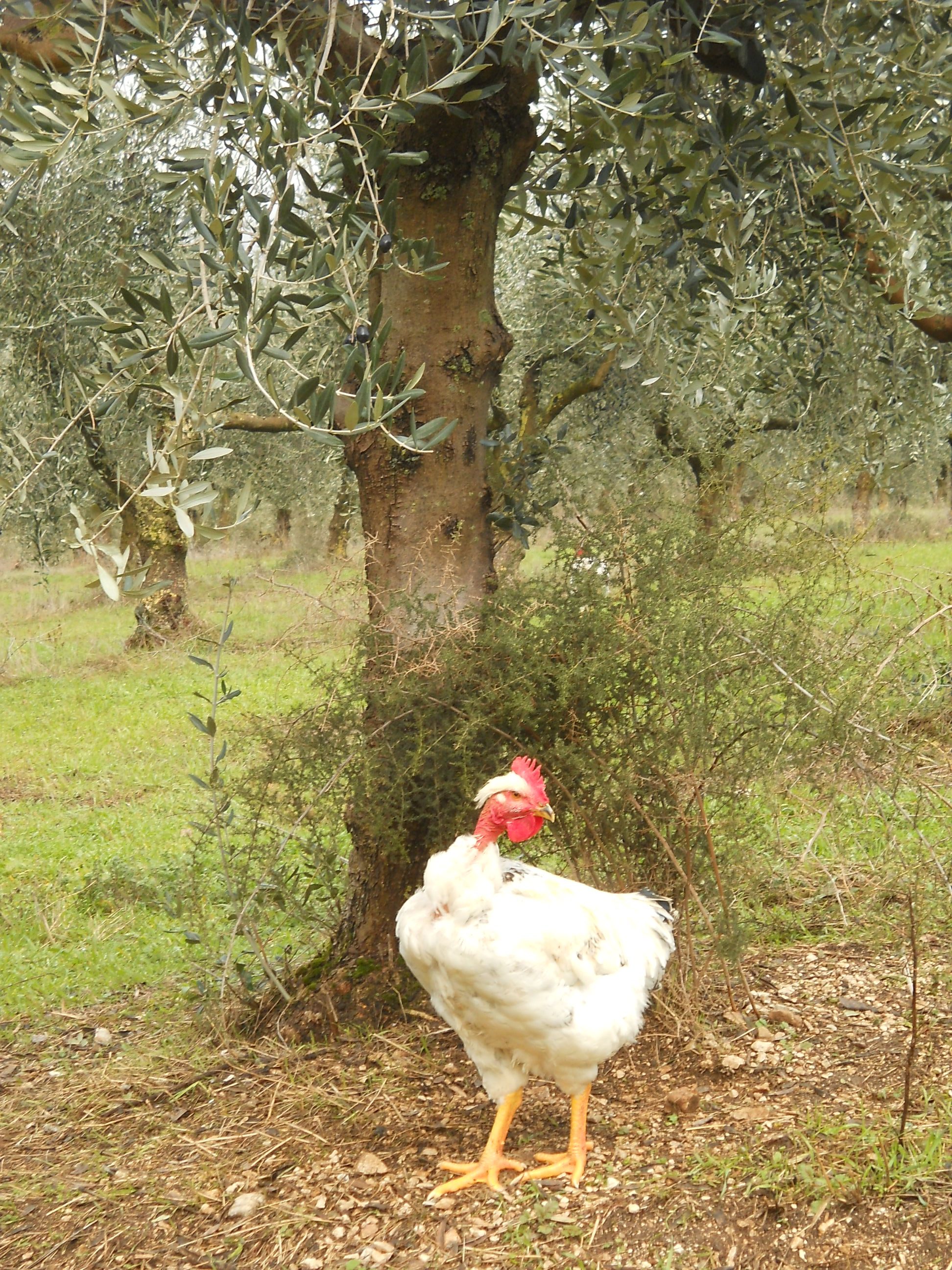Contributo decisivo della ricerca CREA nella scelta della FAO di inserire la fascia olivata Assisi-Spoleto tra i patrimoni agricoli di rilevanza mondiale