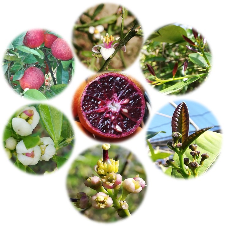 Anche il CREA partecipa all'International Webinar