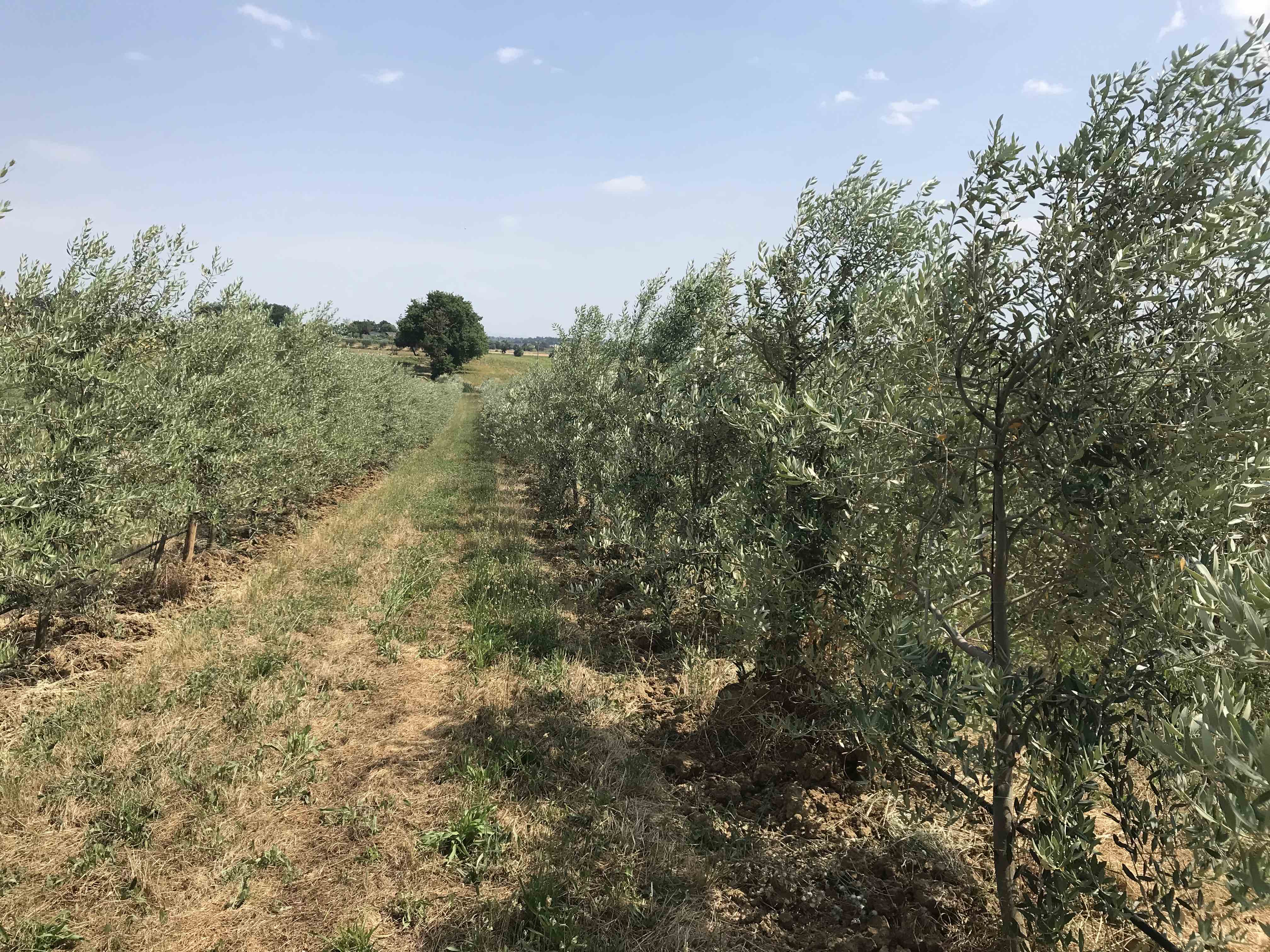 Il Crea e l'Università Politecnica delle Marche organizzano il webinar 