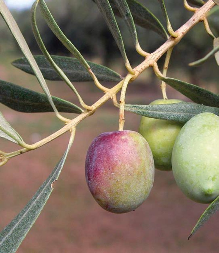 Da oggi è disponibile nella sezione Pubblicazioni Istituzionali e Schede Tecniche il Catalogo 