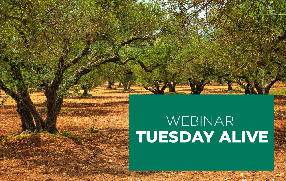 Il CREA con il suo Centro di ricerca Olivicoltura Frutticoltura e Agrumicoltura organizza la serie di webinar 