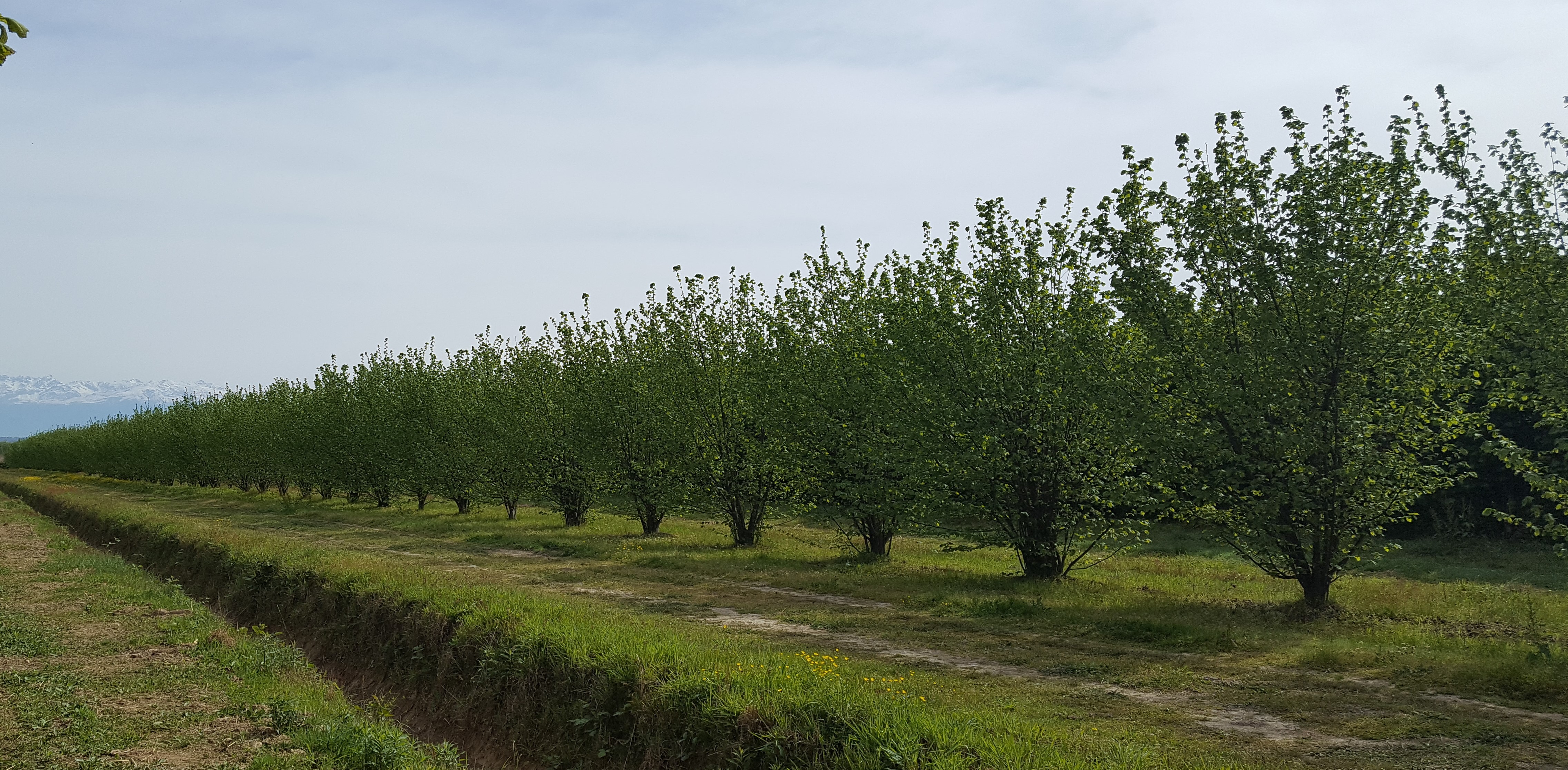 Anche il CREA partecipa con la ricercatrice Milena Petriccione alle Giornate Tecniche Nazionali sul Nocciolo “Attuali linee di sviluppo”