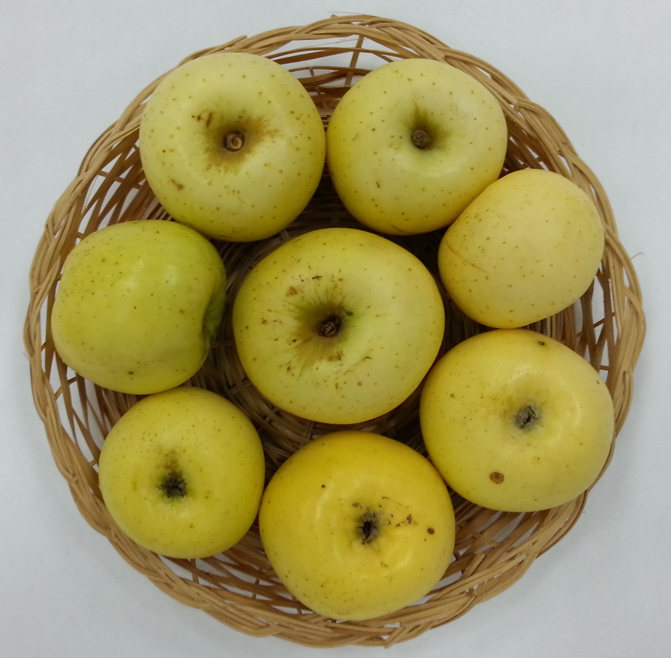 Il CREA al 5°Focus Tematico : Il Metodo Nobile