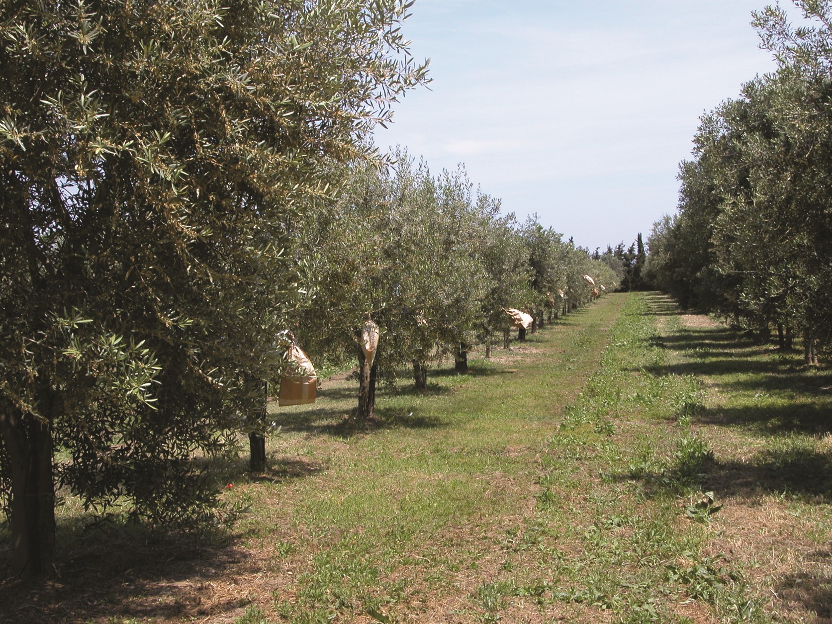 Evento formativo sull'olio extra vergine d'oliva al CREA