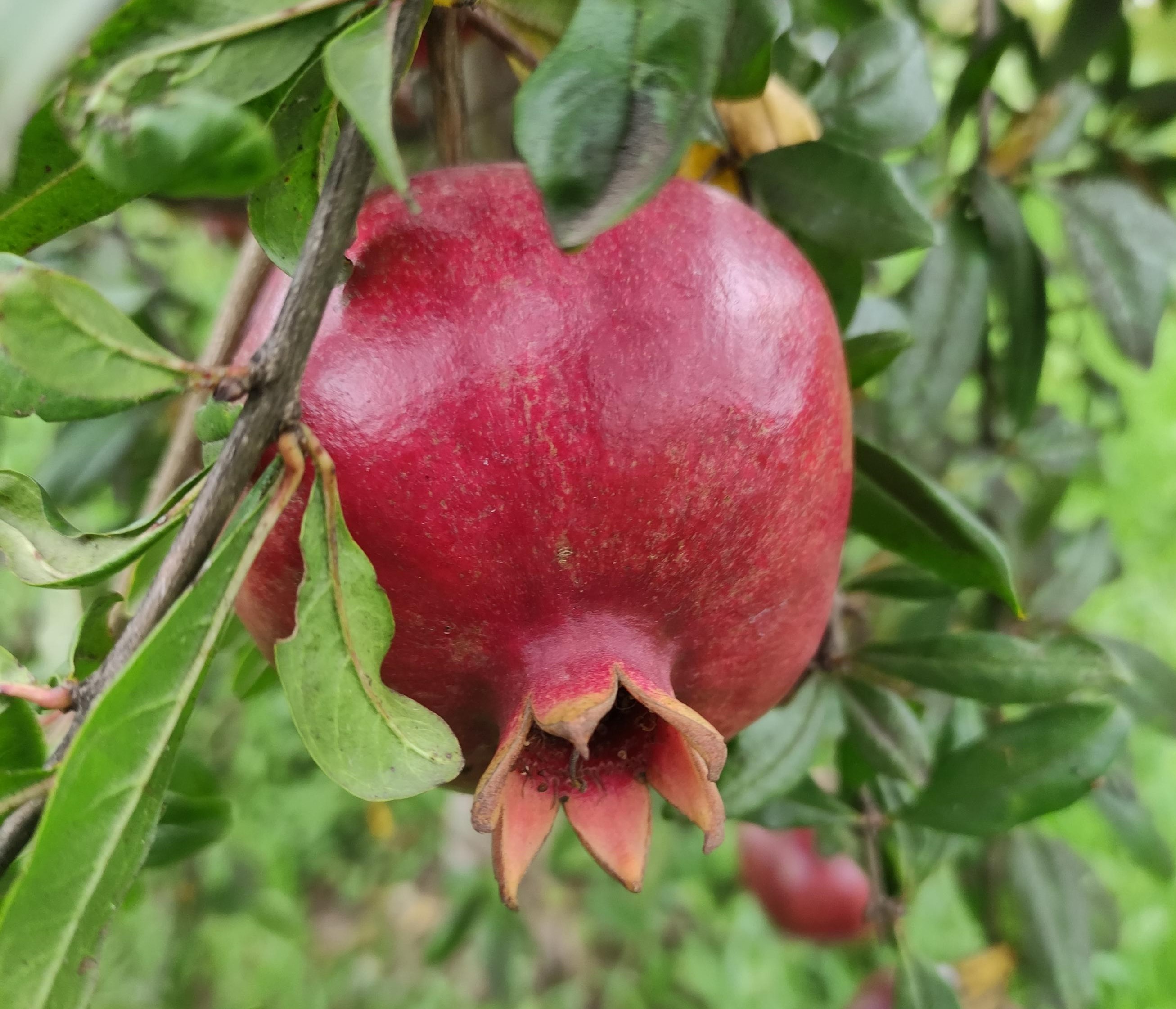 Il Crea partecipa all'evento 