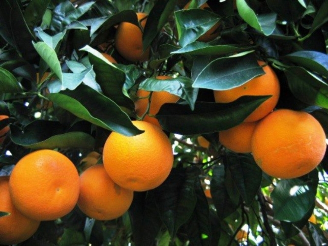 Giornata di studio CREA sulla difesa dalle virosi degli agrumi