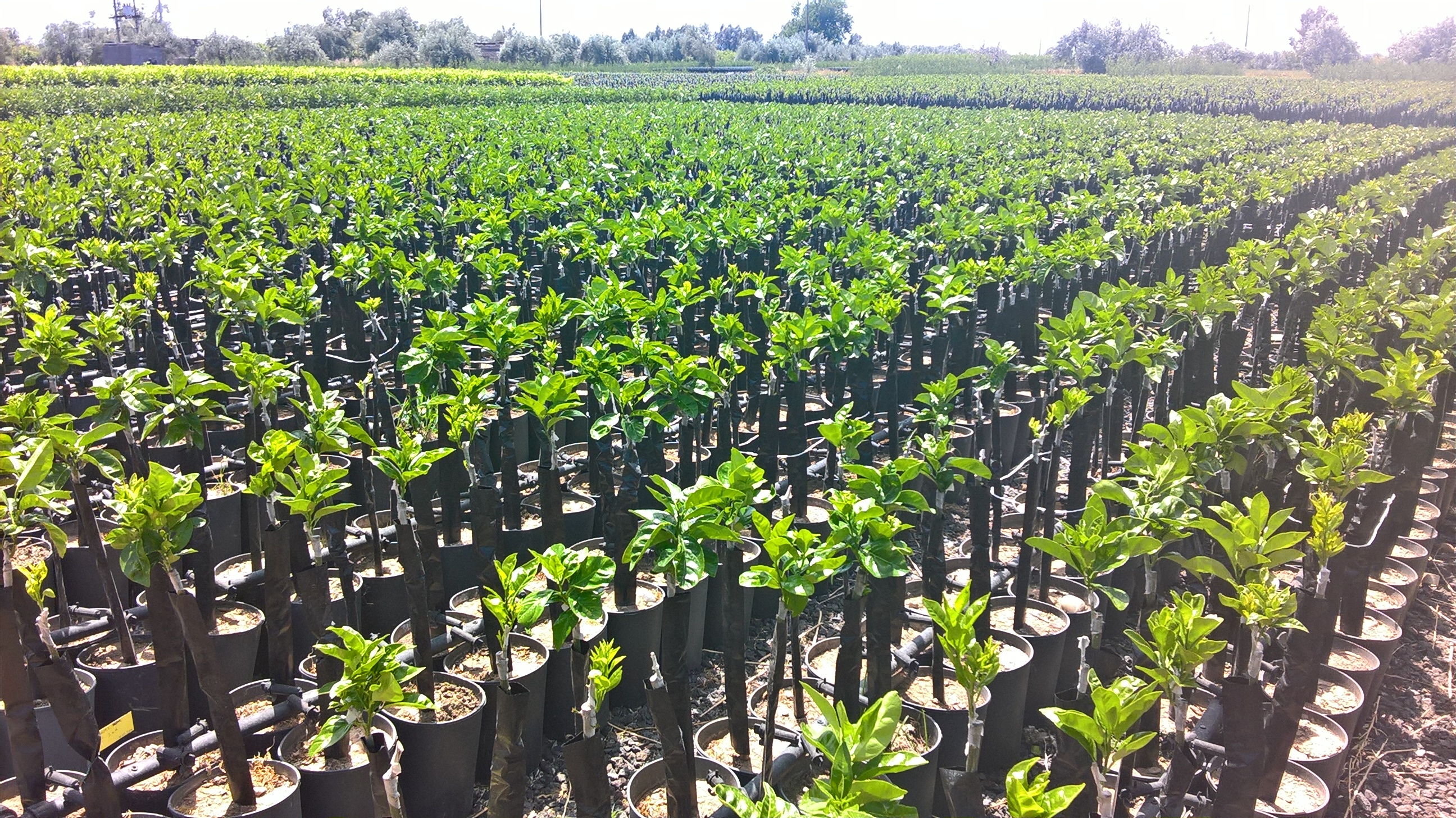 Il CREA partecipa alla conferenza di presentazione del progetto Innovazione nella filiera agrumicola calabrese (IFAC)