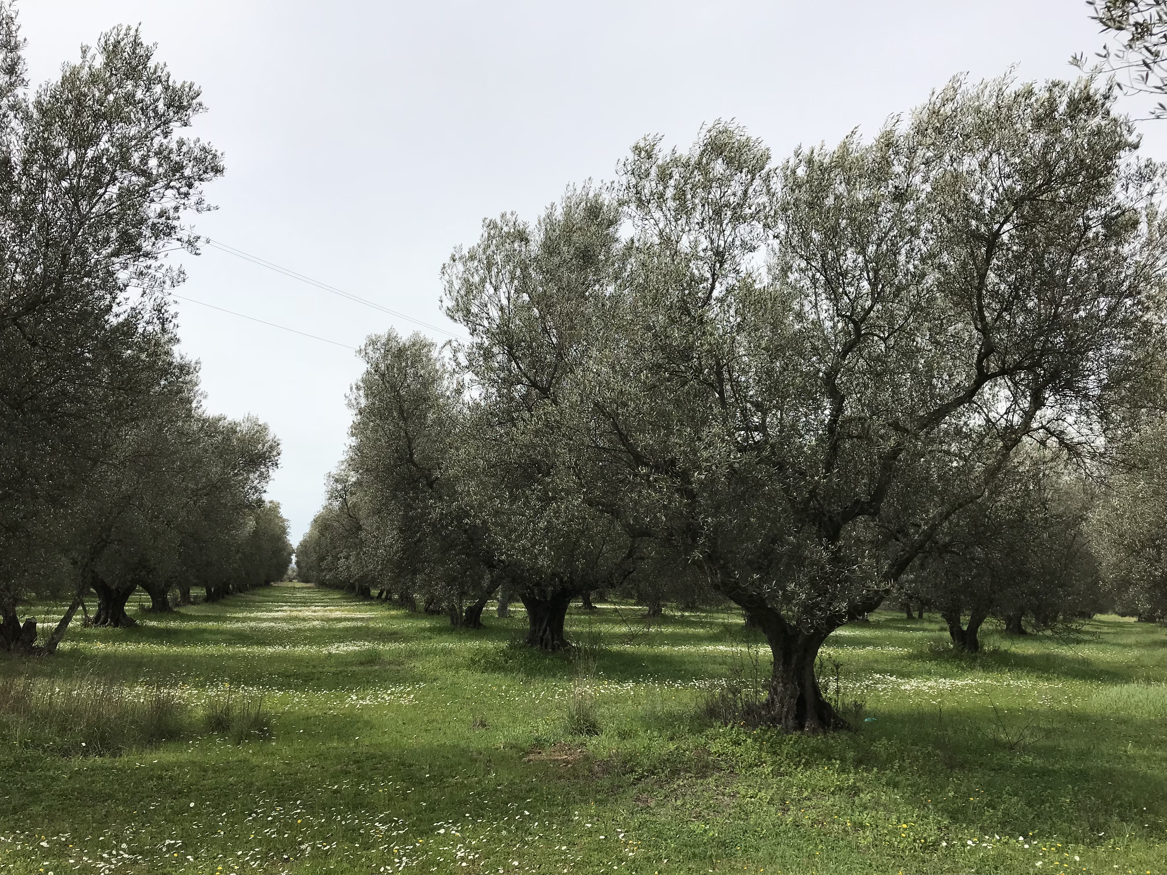 Recupero di oliveti tradizionali