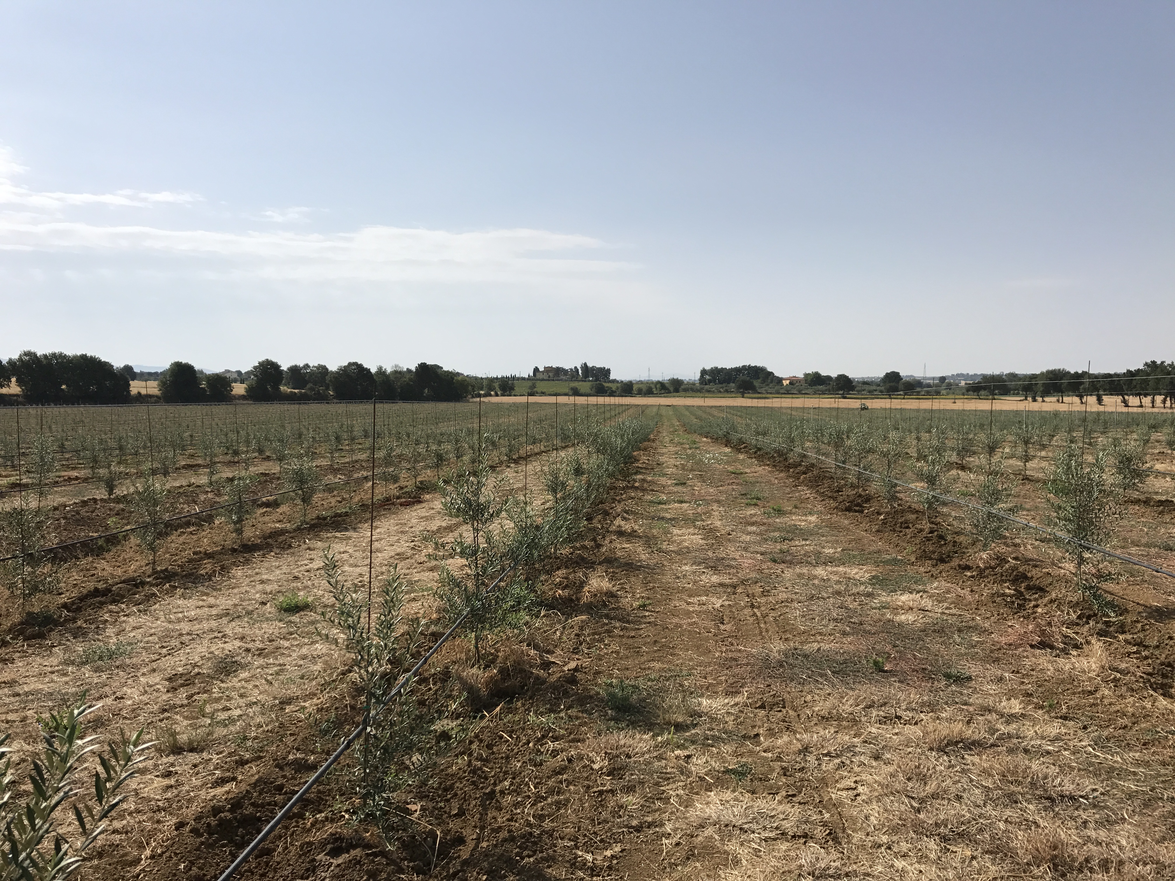 Tecniche colturali in oliveti ad alta densità